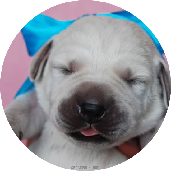 ブルー(LARIMER男の子)(A child of フランク & ラリマー) ブルー(LARIMER男の子)